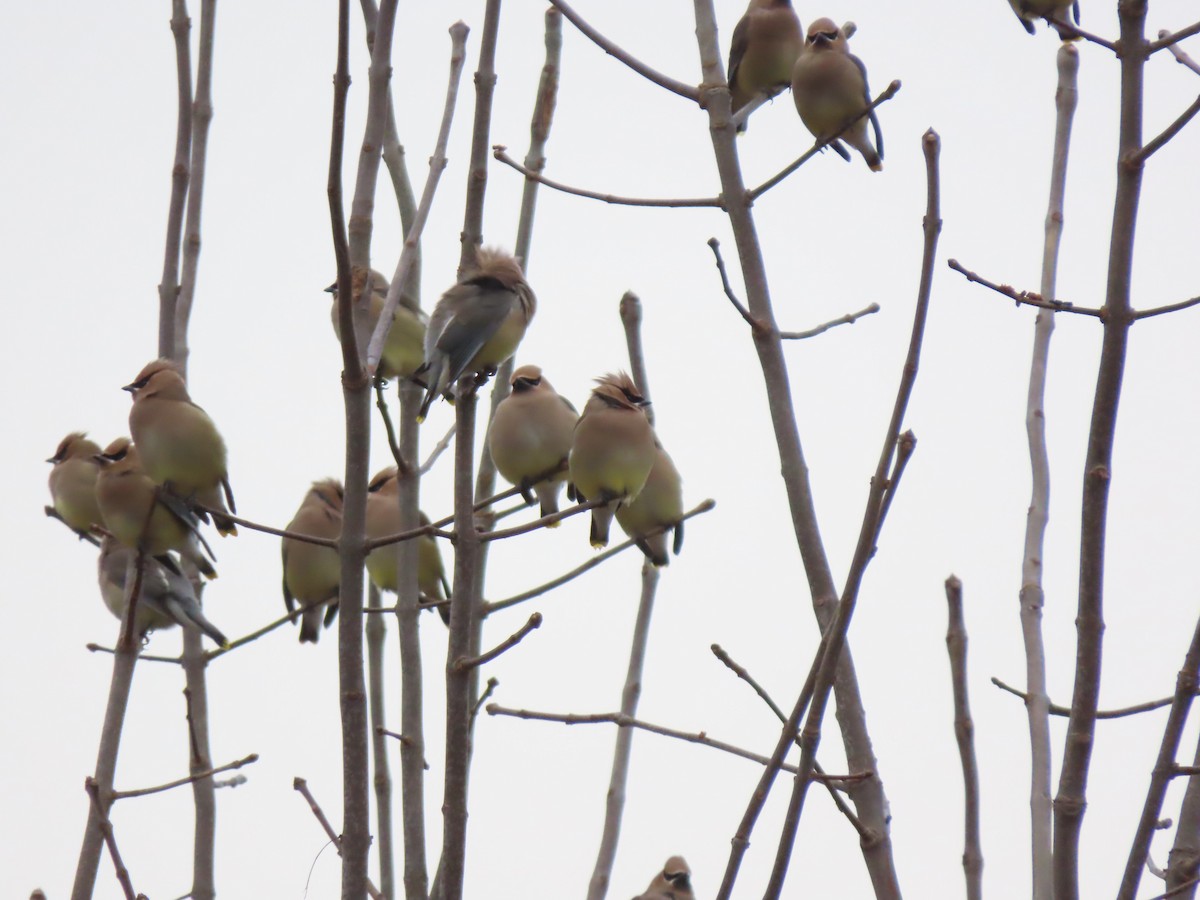 Cedar Waxwing - ML614310366