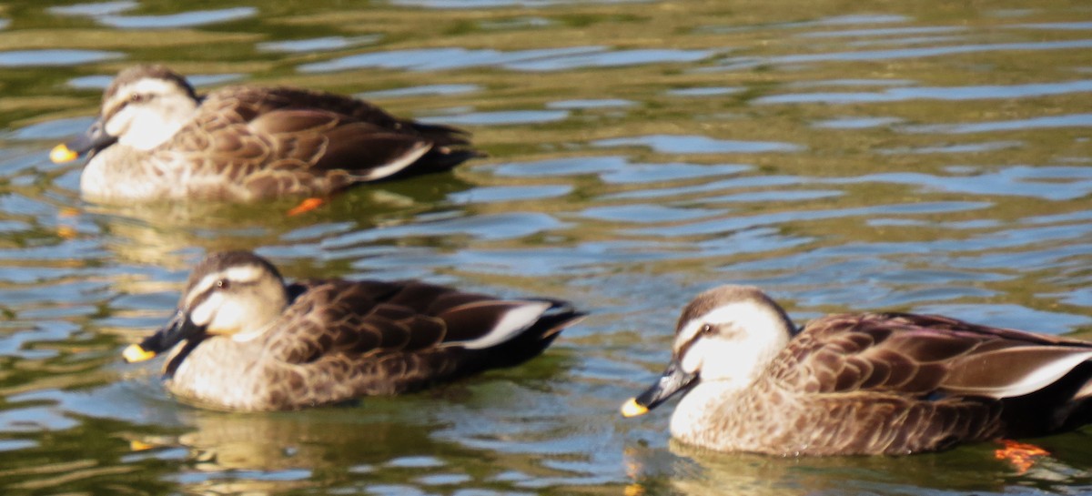 Eastern Spot-billed Duck - ML614310381