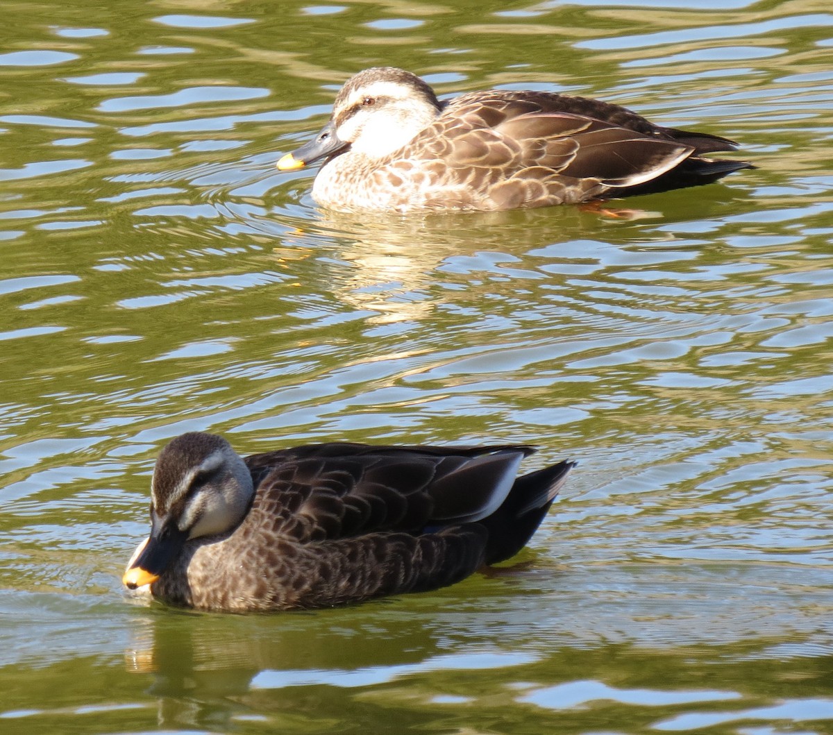 Eastern Spot-billed Duck - ML614310382