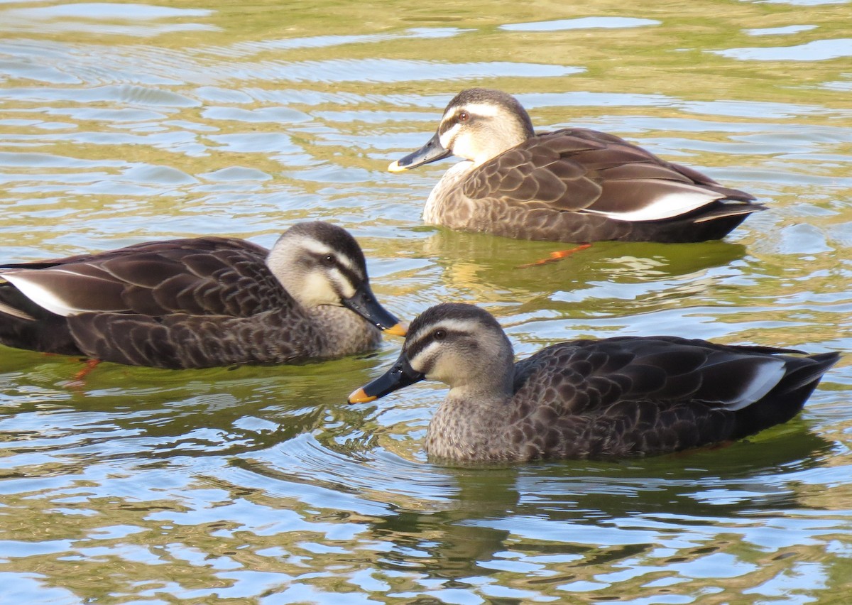 Eastern Spot-billed Duck - ML614310383