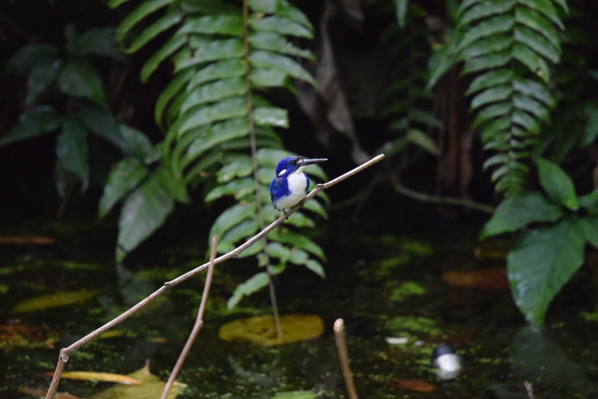 Little Kingfisher - ML614310387