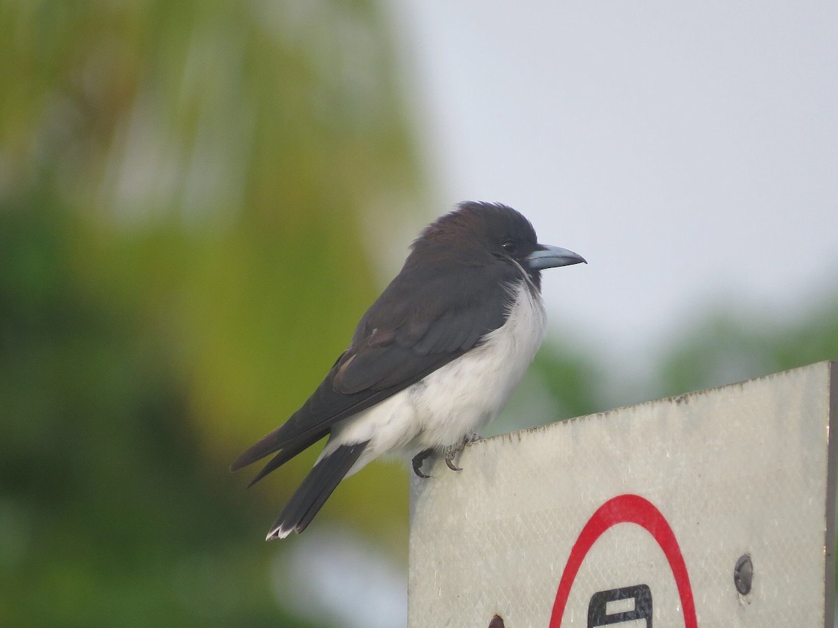 Fiji Woodswallow - ML614310408
