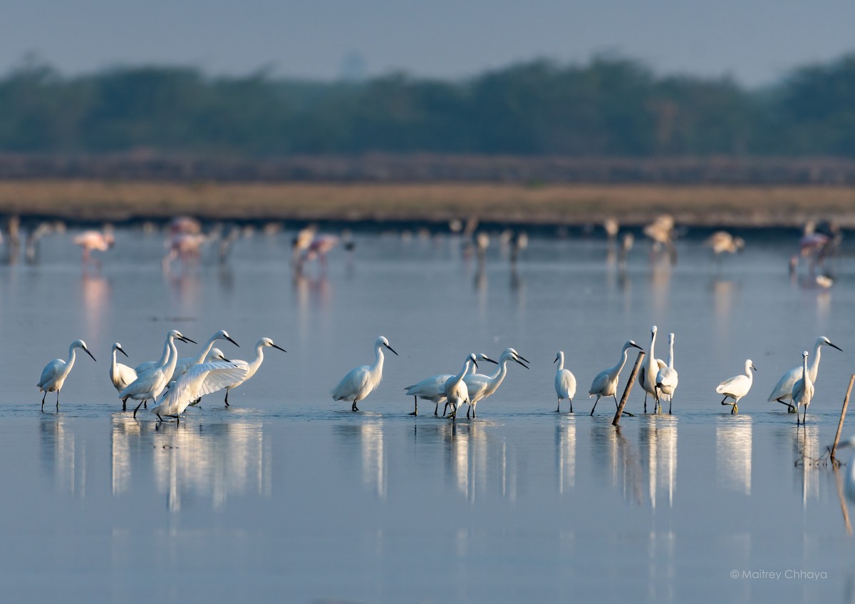 Little Egret - Maitrey Chhaya