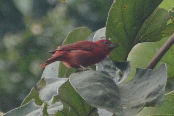 Summer Tanager - ML614310480