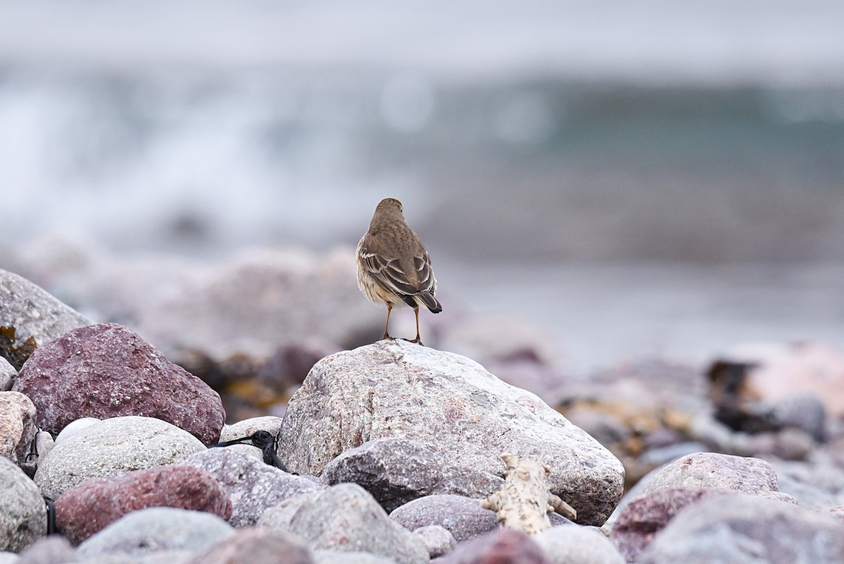 American Pipit - ML614310487