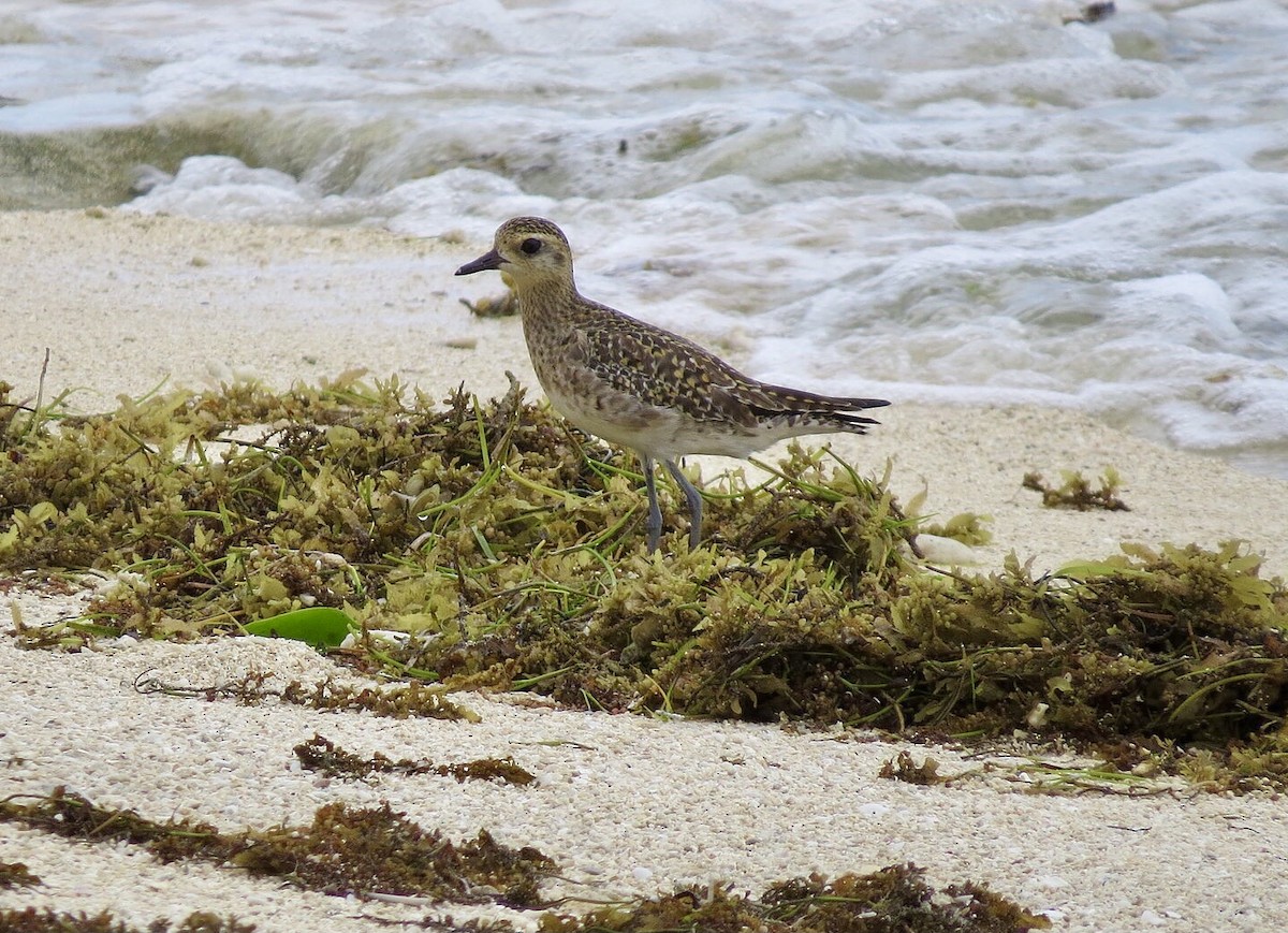 Pacific Golden-Plover - ML614310495