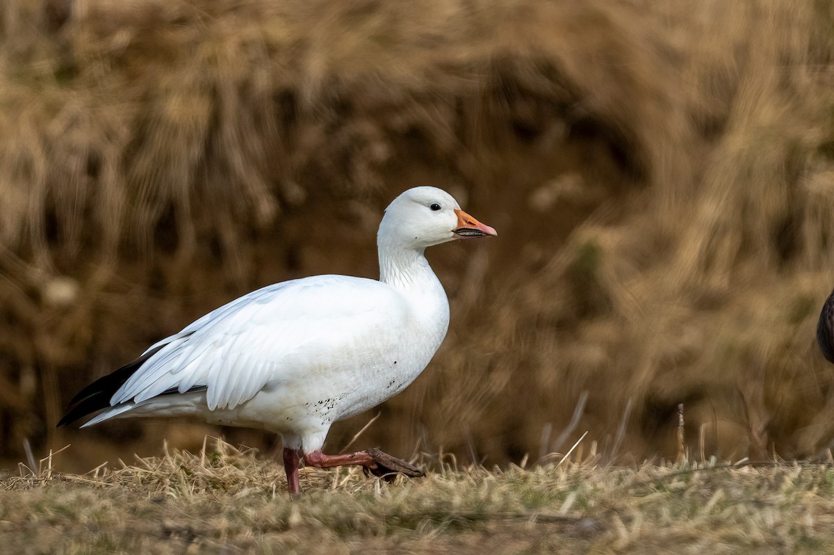 Snow Goose - Garland Kitts