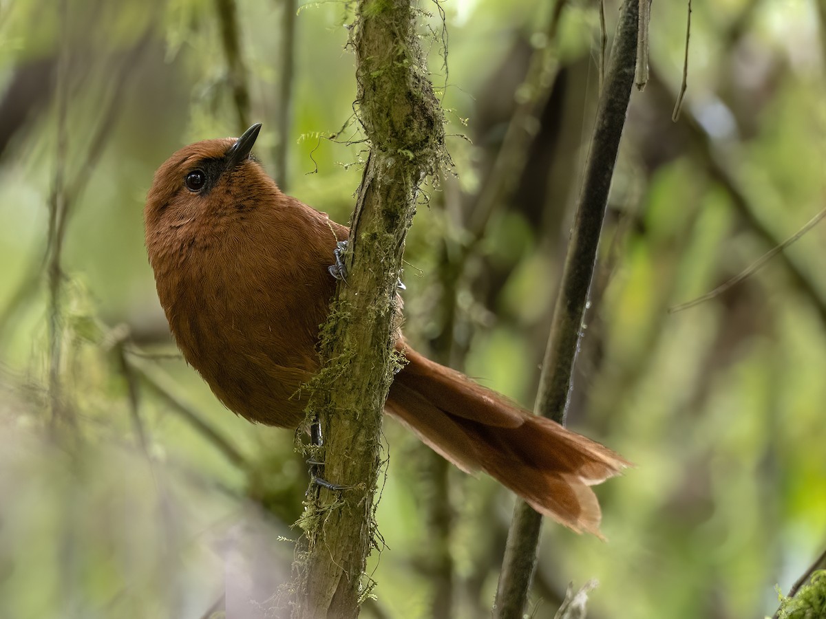 Rufous Spinetail - Andres Vasquez Noboa