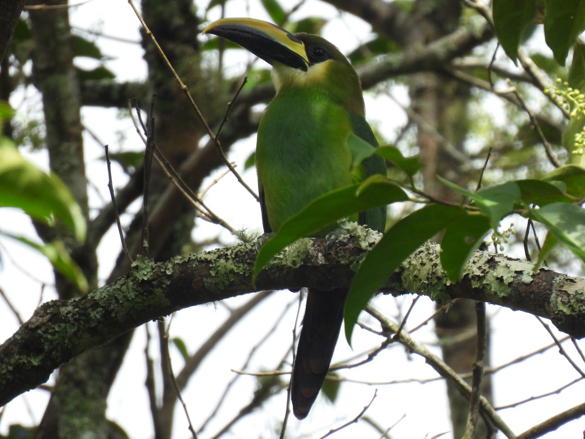 Northern Emerald-Toucanet - ML614310551