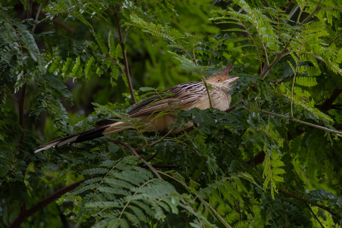 Guira Cuckoo - João Pedro Mesquita