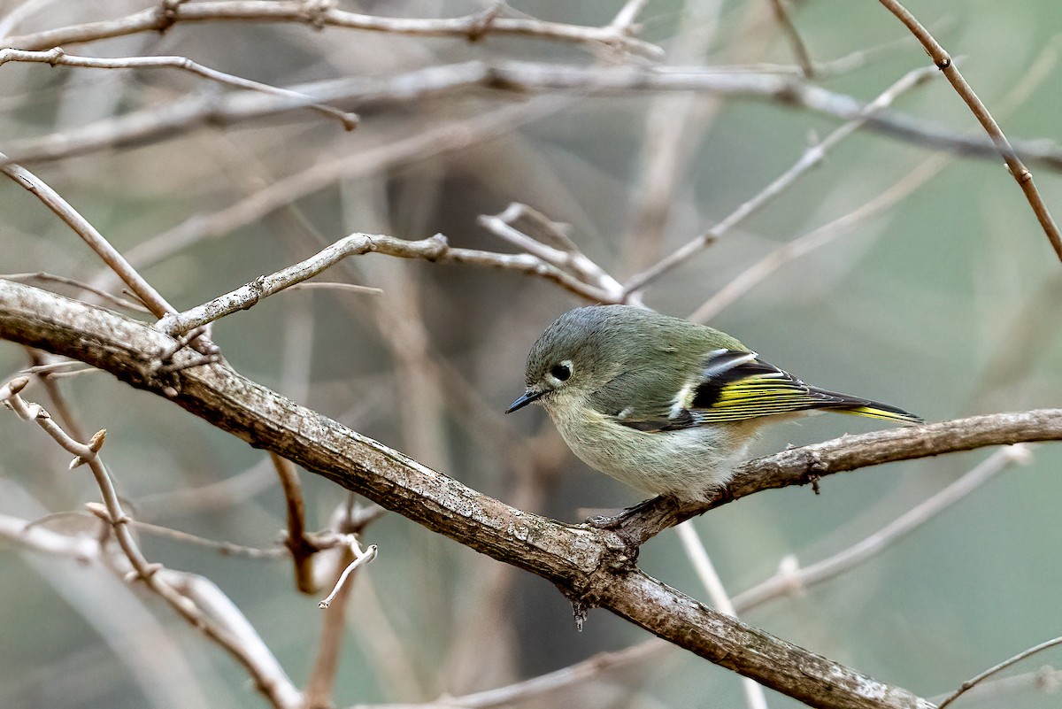 Ruby-crowned Kinglet - ML614310602