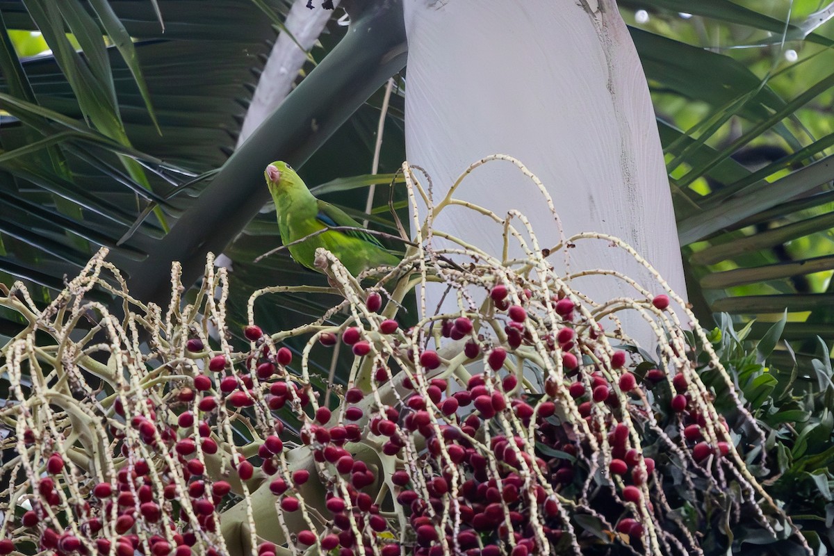 Plain Parakeet - ML614310603