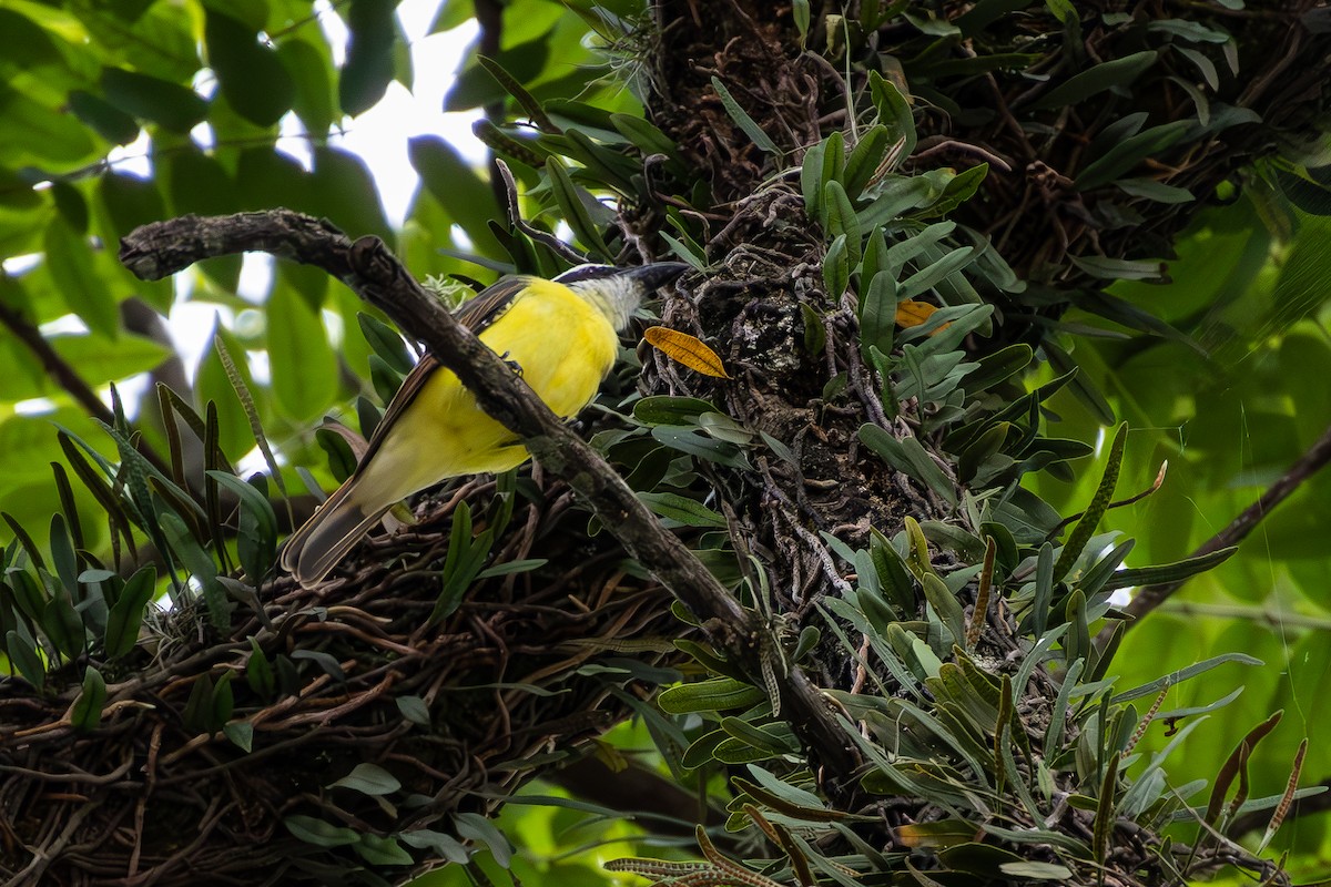 Boat-billed Flycatcher - João Pedro Mesquita