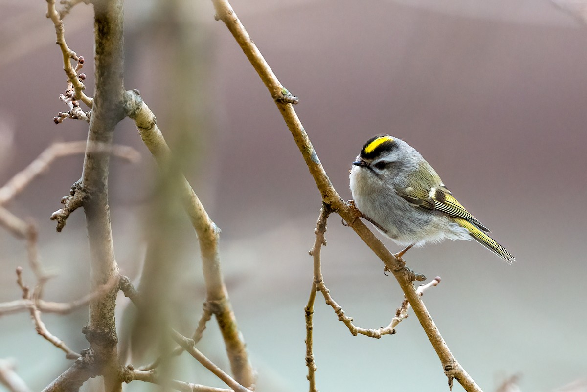 Roitelet à couronne dorée - ML614310611