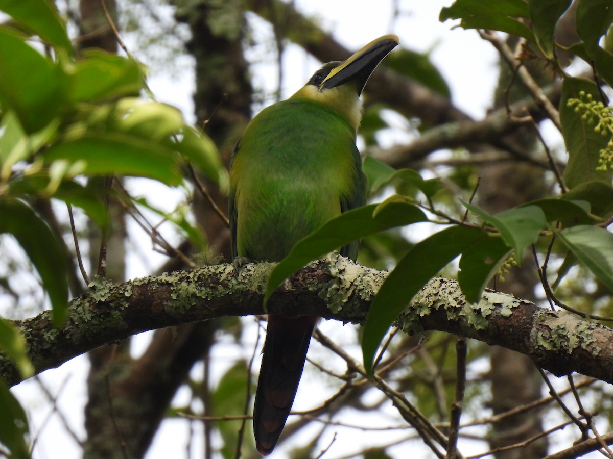 Northern Emerald-Toucanet - ML614310613