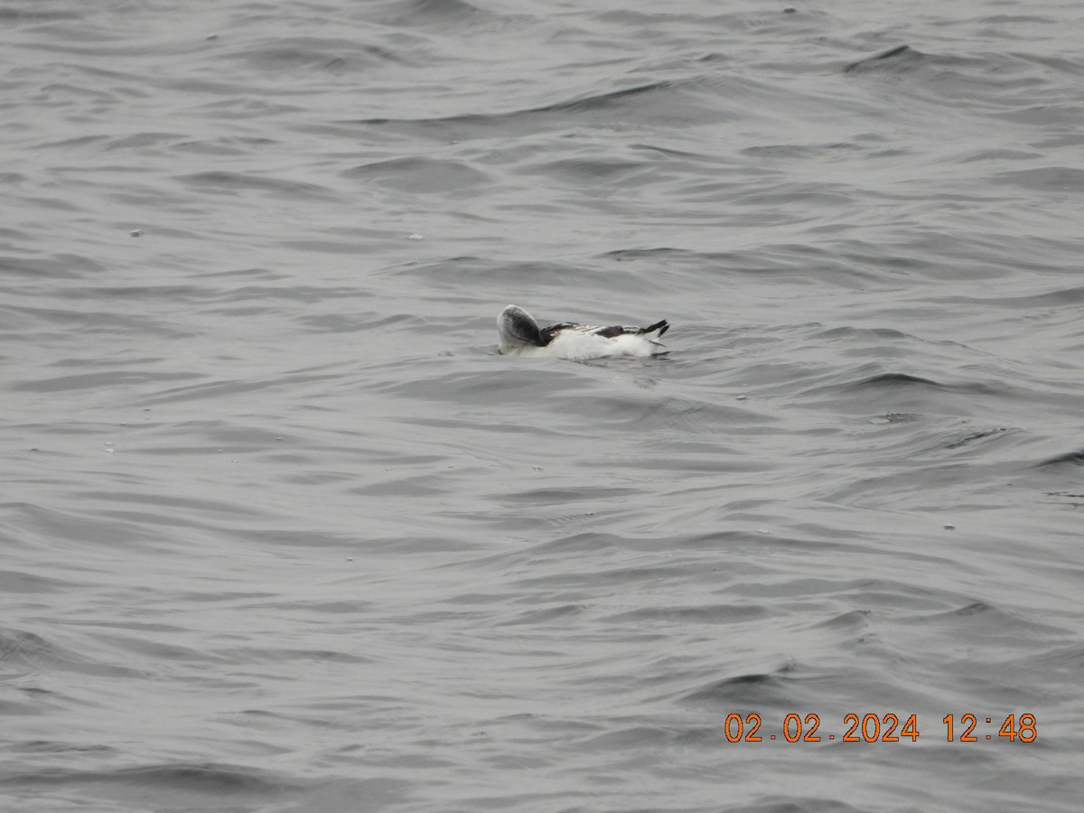 Black Guillemot - Richard DeMartino