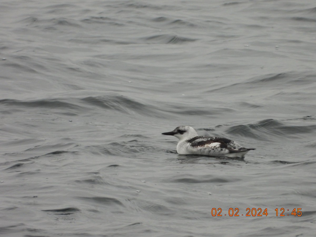 Black Guillemot - ML614310631