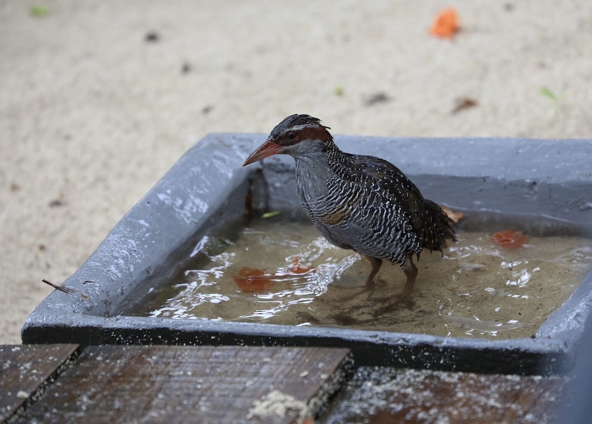 Buff-banded Rail - ML614310644