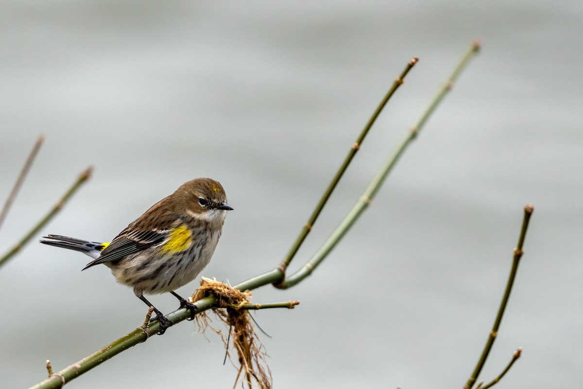 Yellow-rumped Warbler (Myrtle) - Garland Kitts