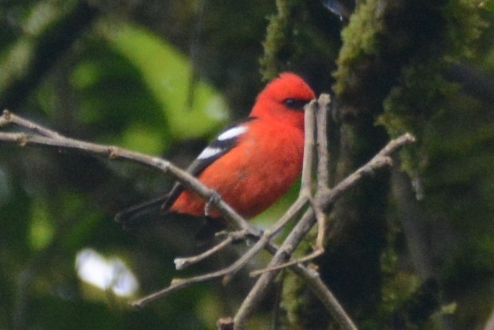 White-winged Tanager - ML614310648