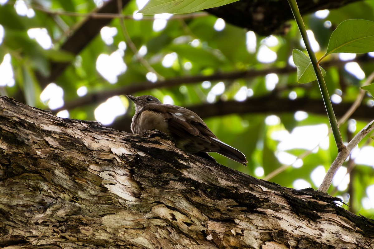 Pale-breasted Thrush - João Pedro Mesquita