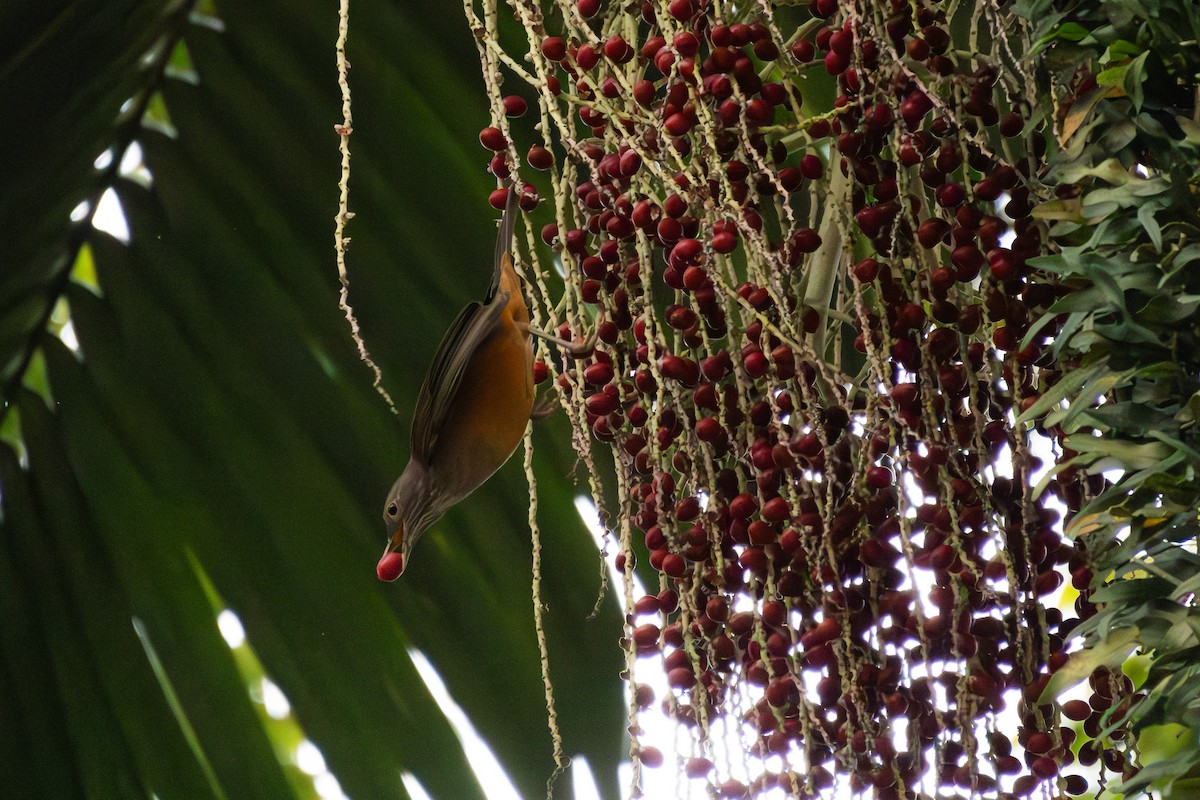 Rufous-bellied Thrush - João Pedro Mesquita