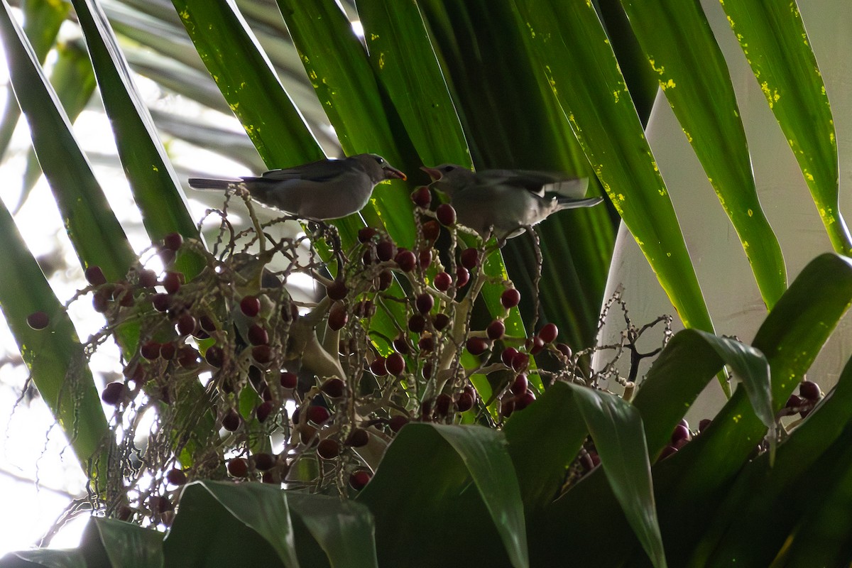 Sayaca Tanager - João Pedro Mesquita