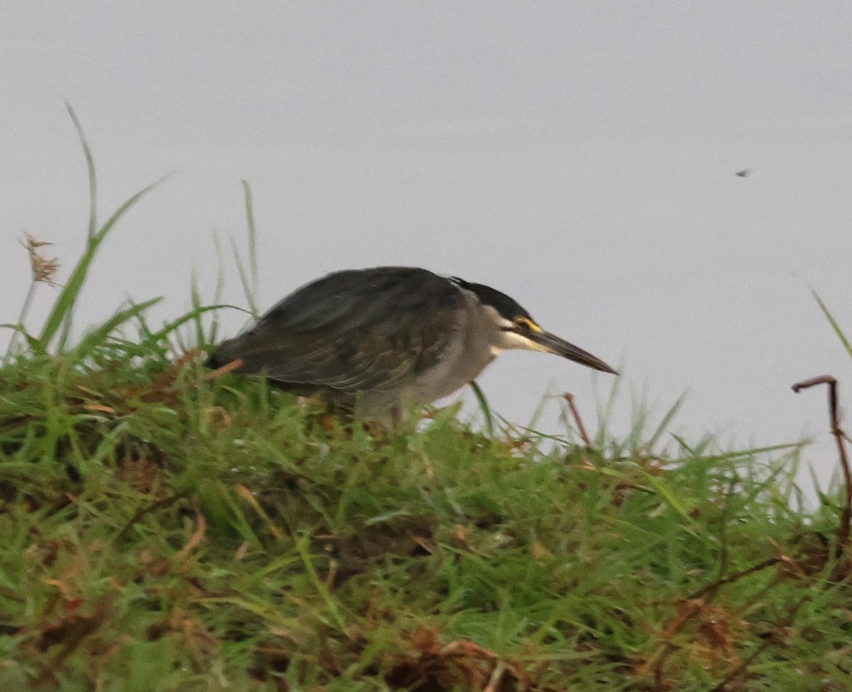 Striated Heron - Ken McKenna