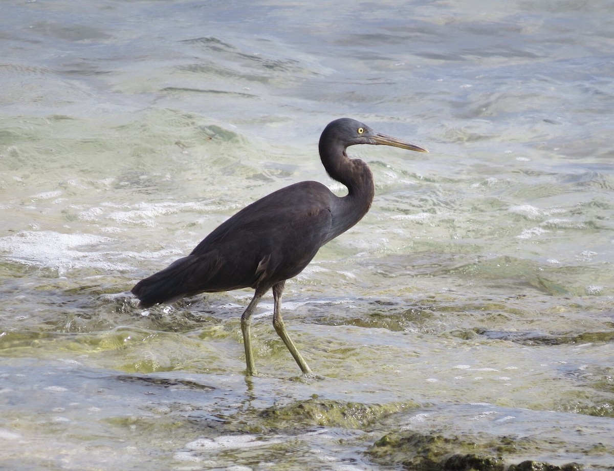 Pacific Reef-Heron - ML614310750