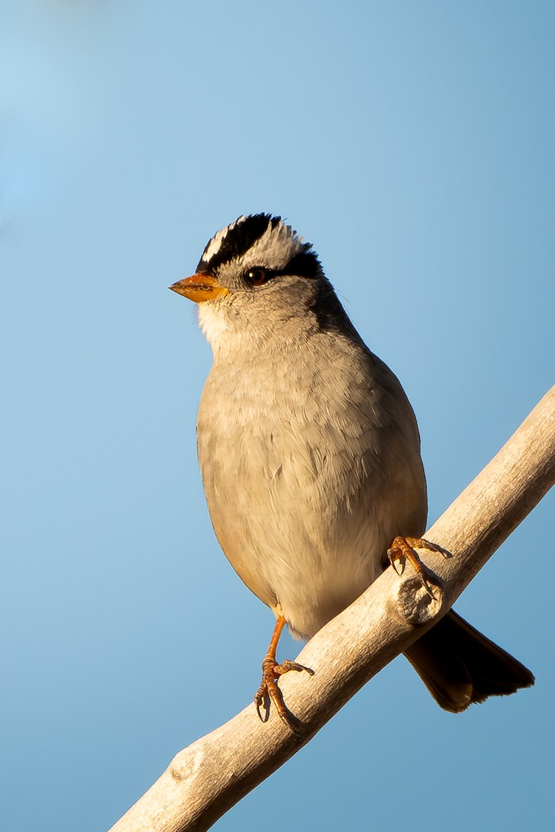 Bruant à couronne blanche - ML614310752