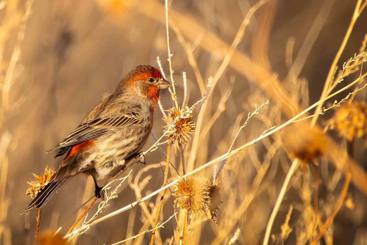 House Finch - ML614310761