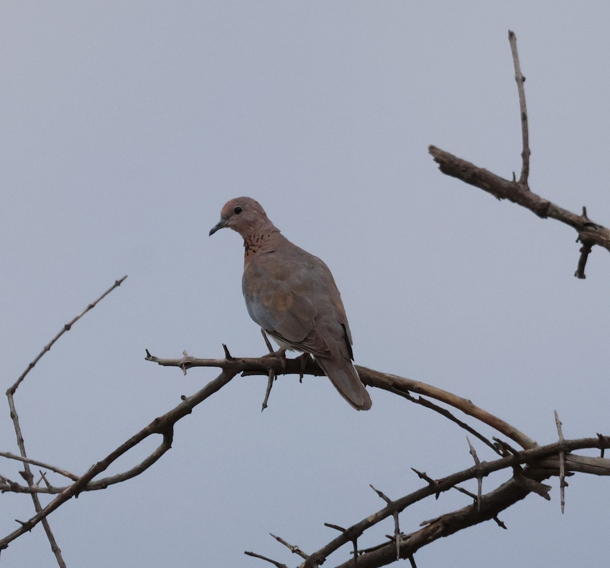 Laughing Dove - Ken McKenna