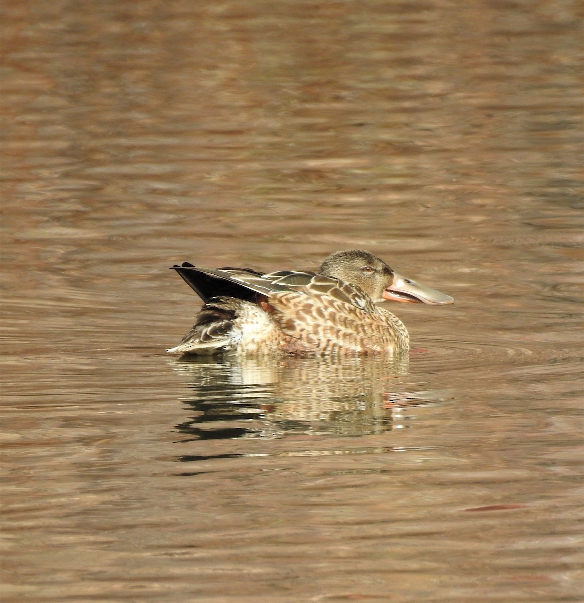 Халбага нугас - ML614310813