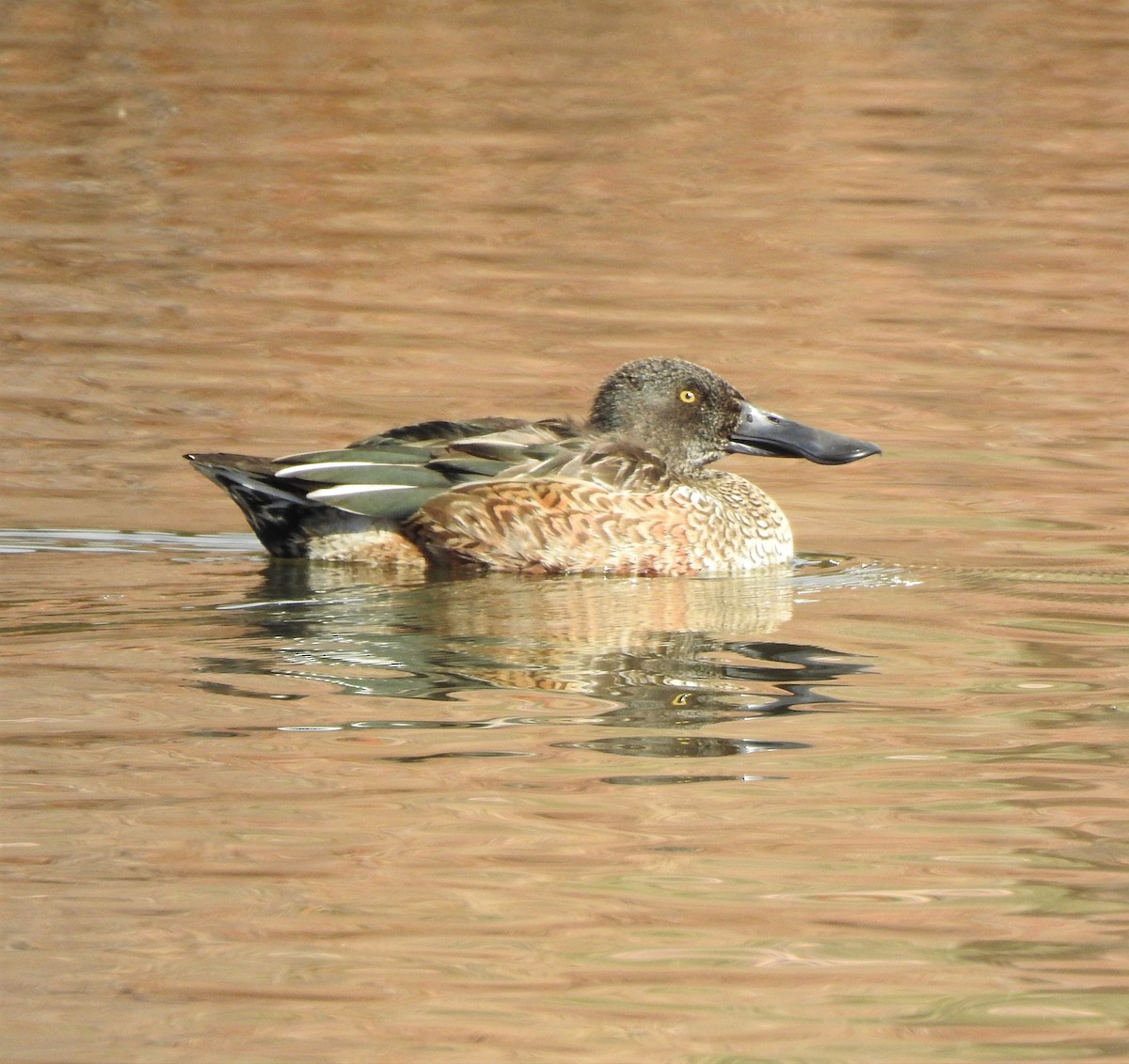 Халбага нугас - ML614310822