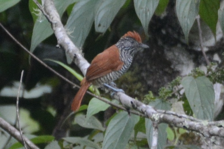 Lined Antshrike - Cathy Pasterczyk