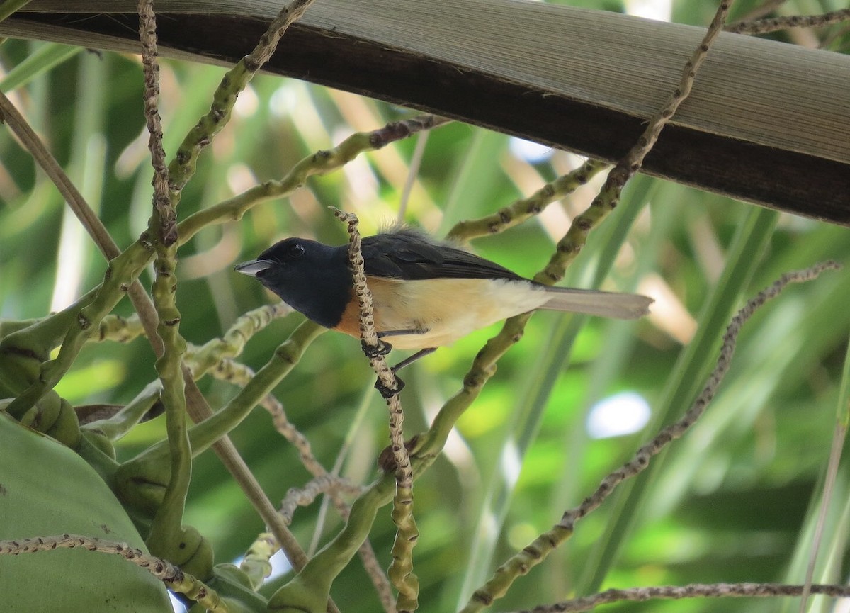 Vanikoro Flycatcher - ML614310844
