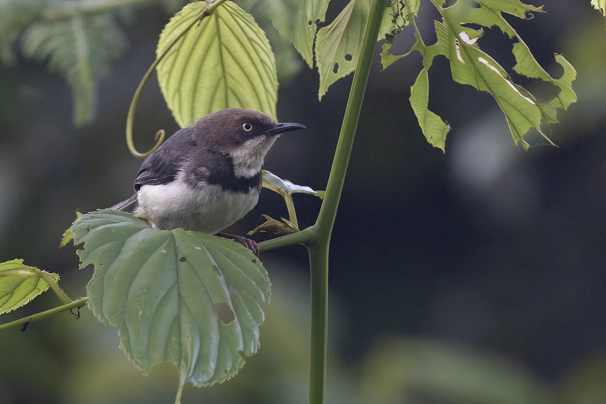 Bar-throated Apalis - ML614310858