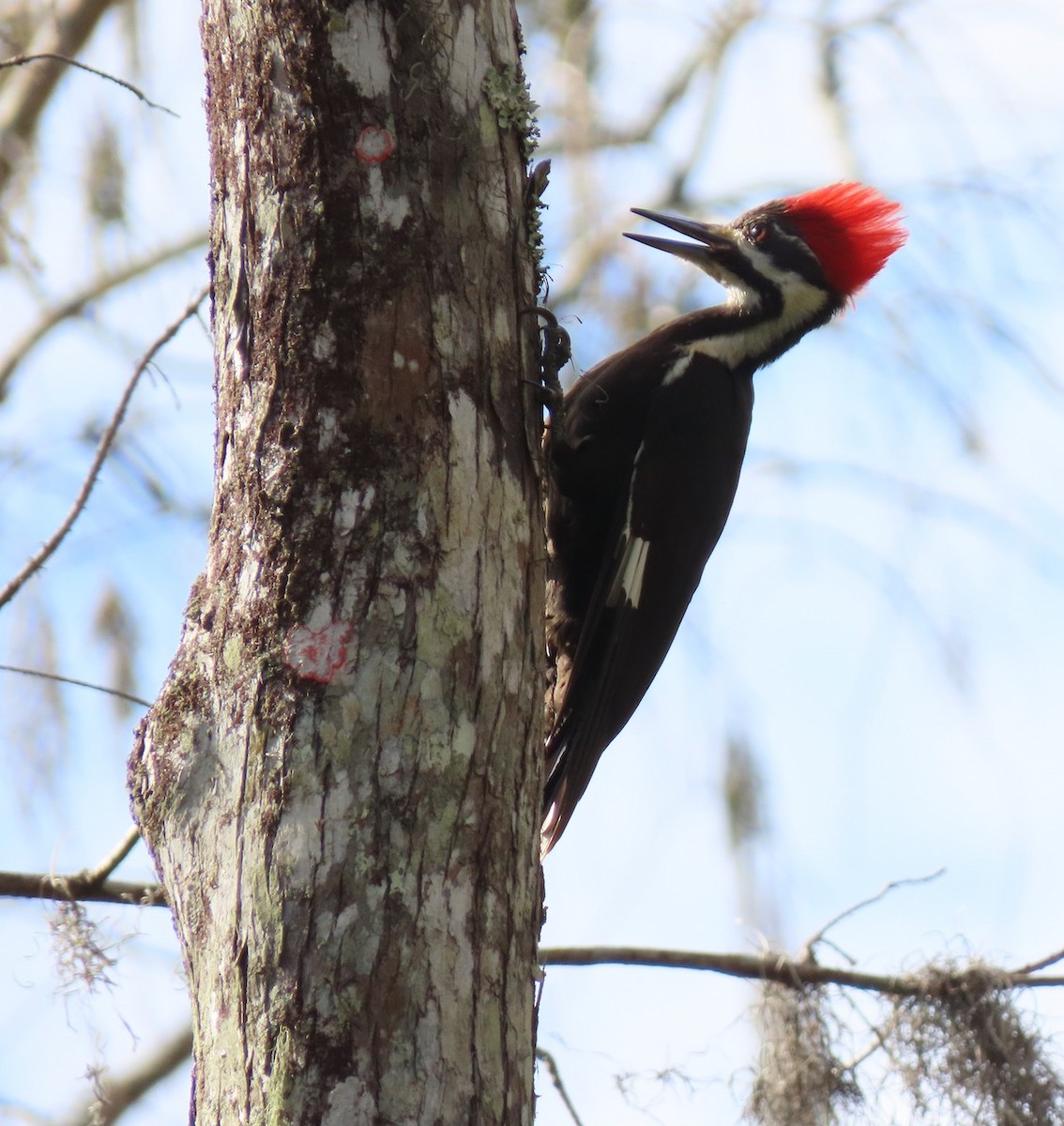 Pileated Woodpecker - ML614310863