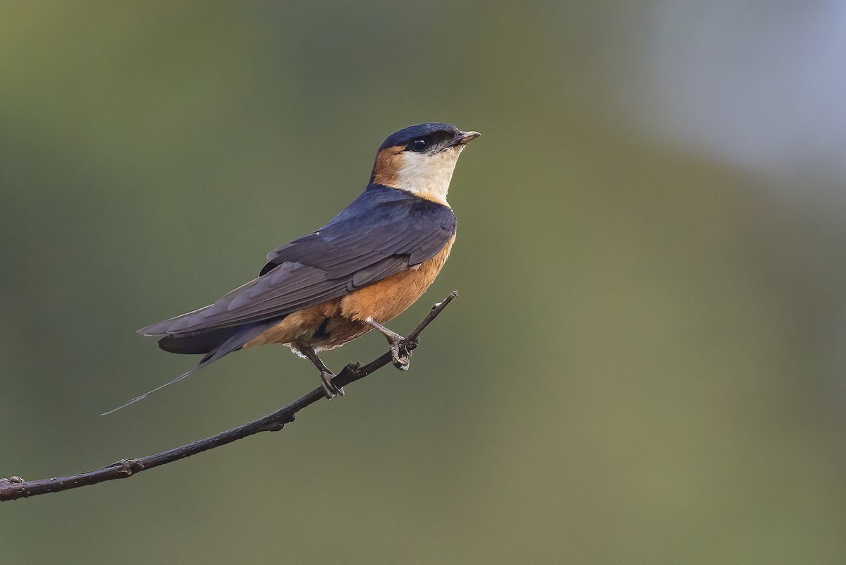 Mosque Swallow - Chris Venetz | Ornis Birding Expeditions