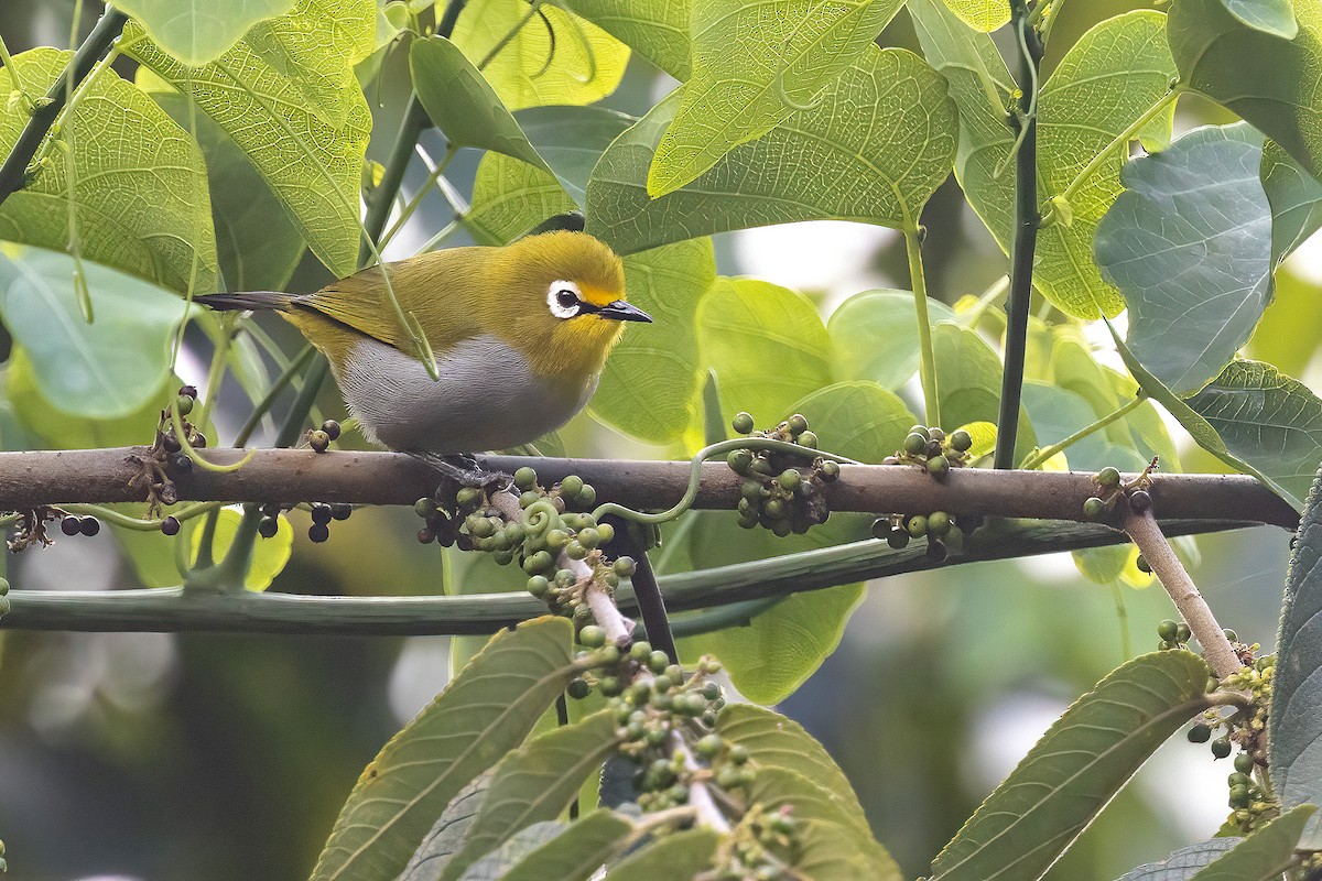 South Pare White-eye - ML614310881