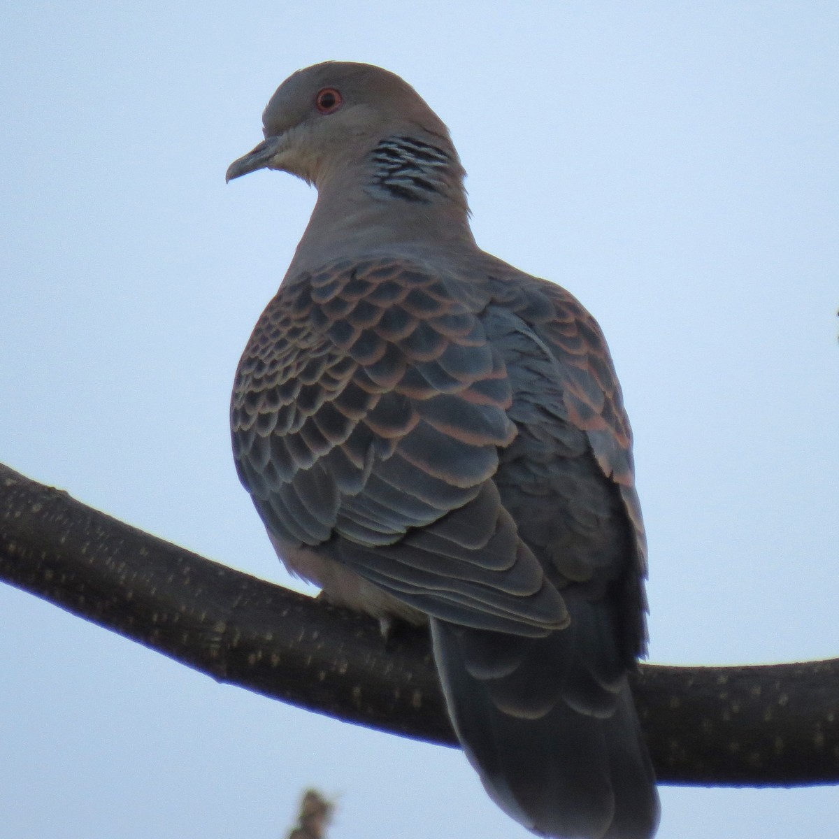 Oriental Turtle-Dove - ML614310902