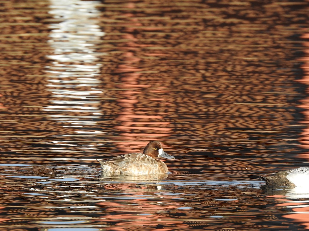 Lesser Scaup - ML614310913