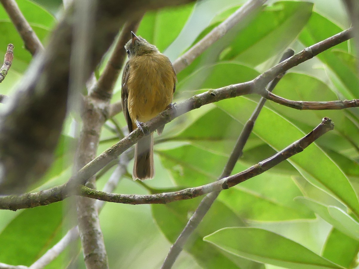 McConnell's Flycatcher - Robin Duska