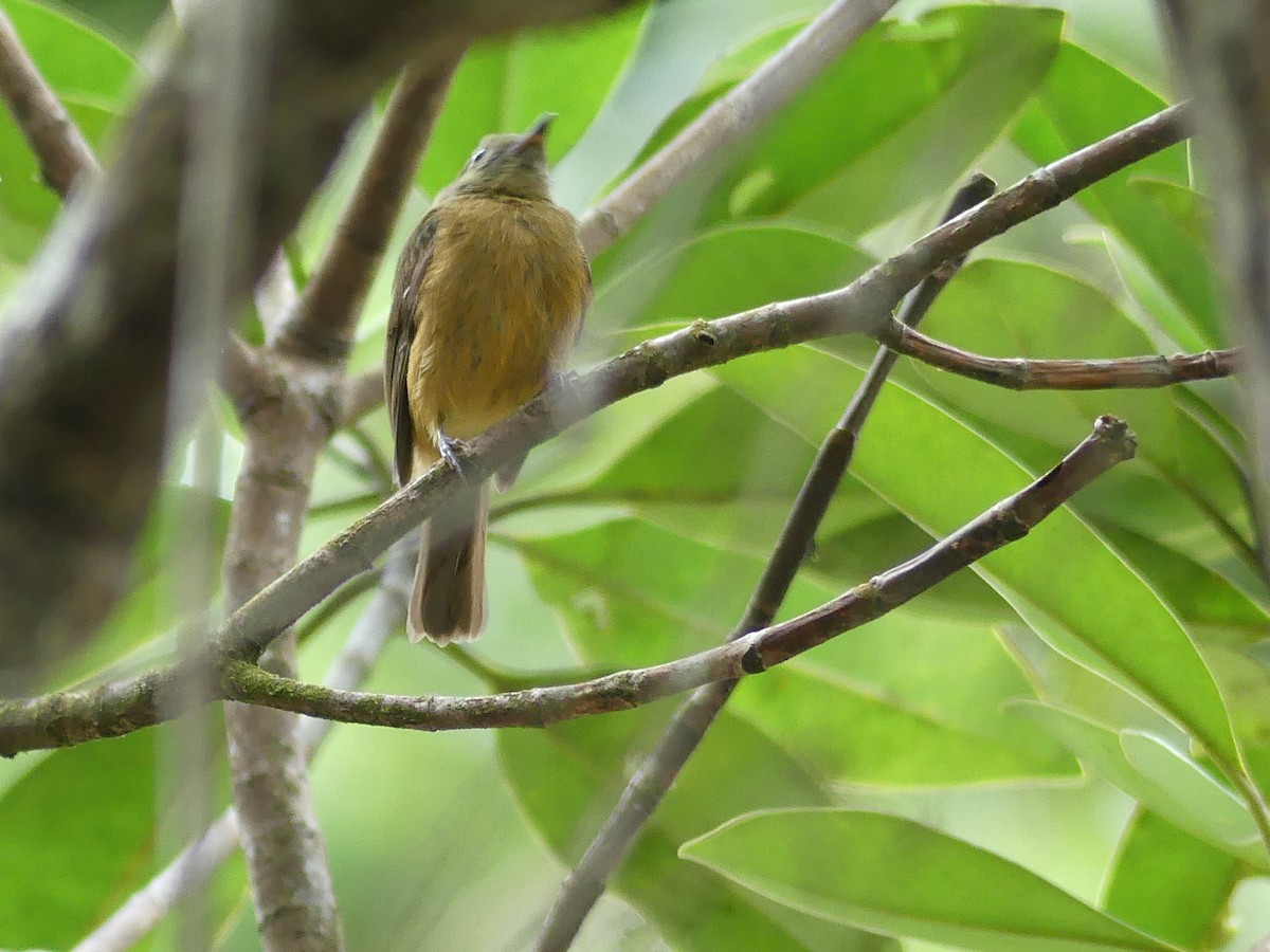 McConnell's Flycatcher - ML614310932