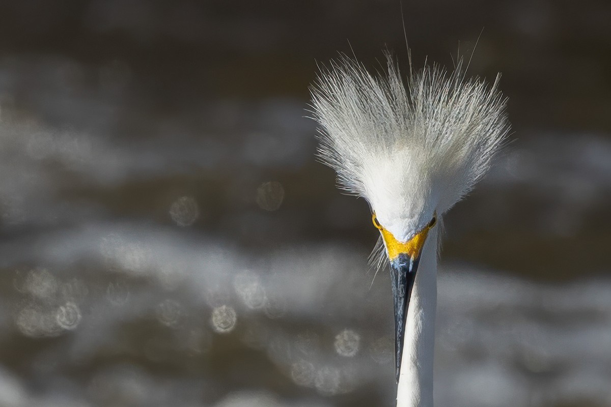 Snowy Egret - ML614310943