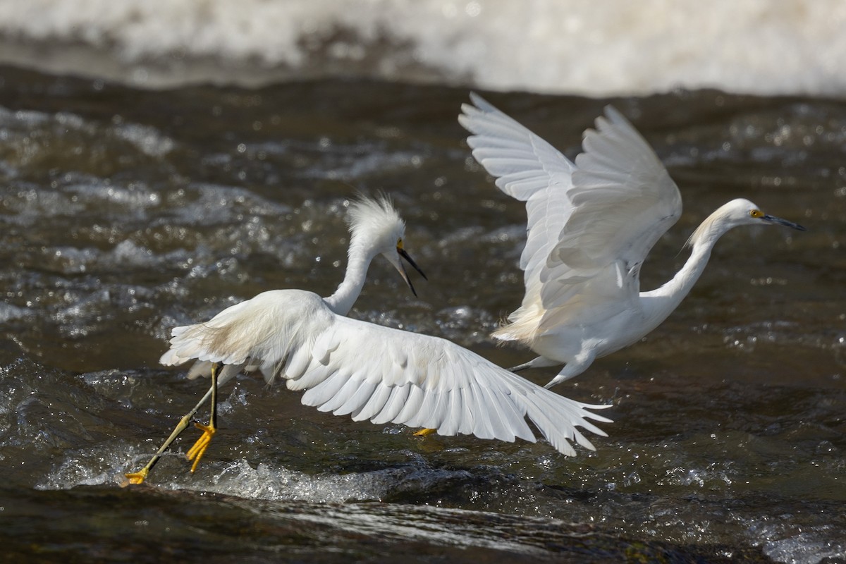 Snowy Egret - ML614310944