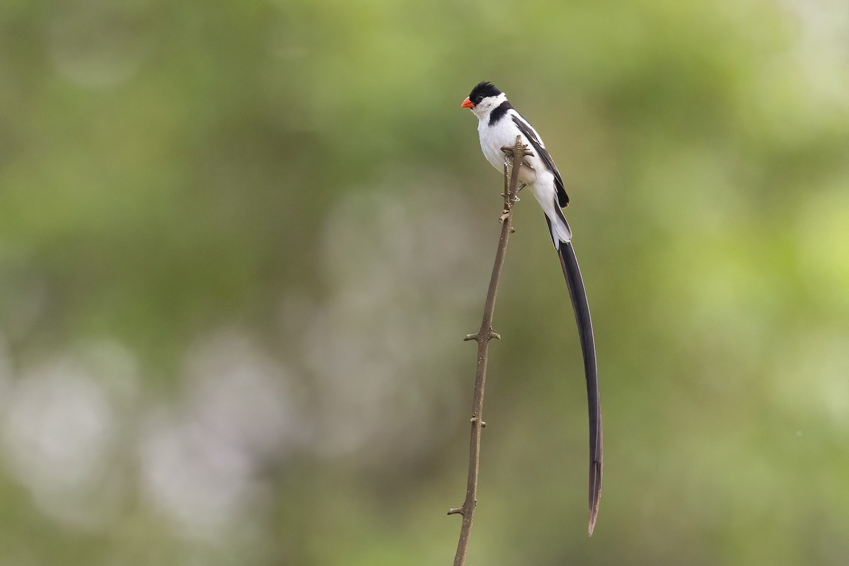 Pin-tailed Whydah - ML614310957