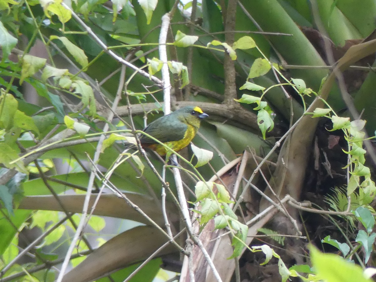 Olive-backed Euphonia - ML614310973