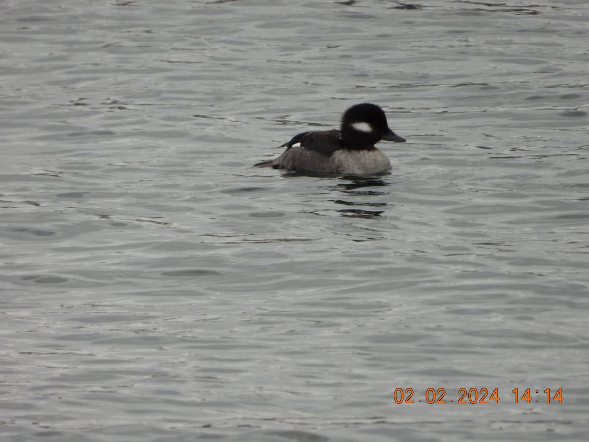 Bufflehead - ML614310987