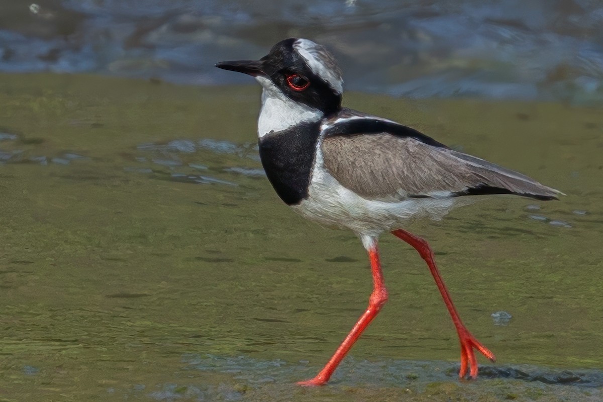 Pied Plover - ML614311024